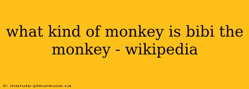 what kind of monkey is bibi the monkey - wikipedia