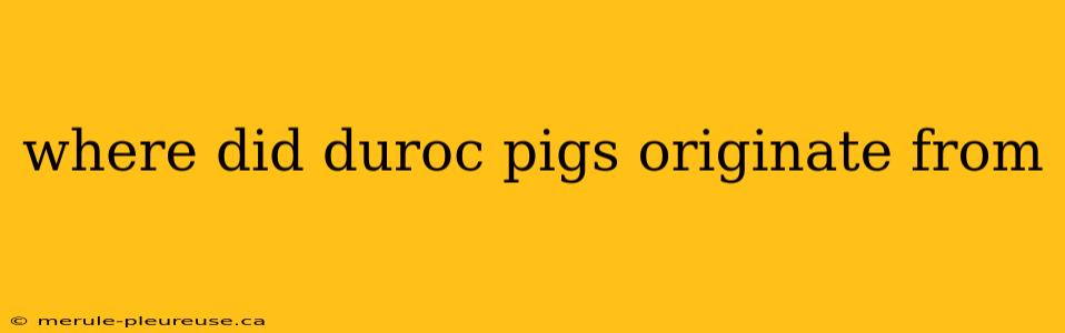 where did duroc pigs originate from