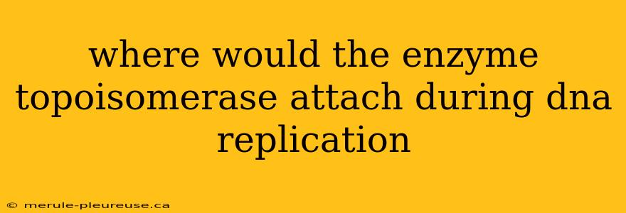 where would the enzyme topoisomerase attach during dna replication