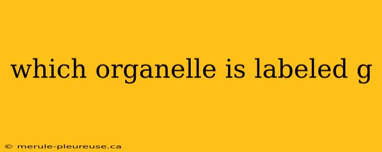 which organelle is labeled g