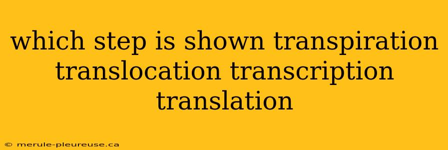 which step is shown transpiration translocation transcription translation