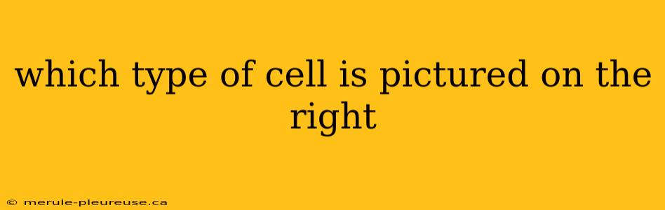 which type of cell is pictured on the right