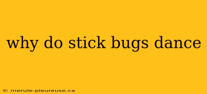 why do stick bugs dance